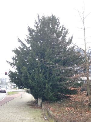  picture  Taxus |Taxus_baccata