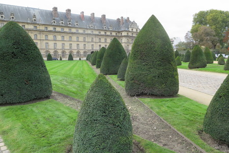  picture  Taxus |Taxus_baccata