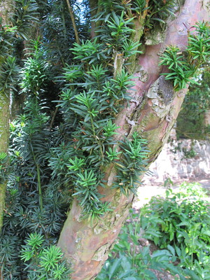  picture  Taxus |Taxus_baccata