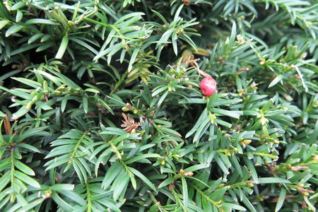  picture  Taxus |Taxus_baccata