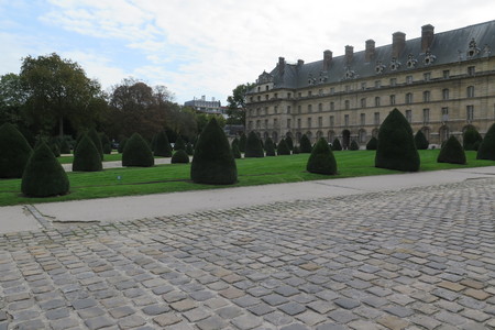  picture  Taxus |Taxus_baccata