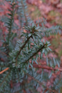  picture  Taxus |Taxus_baccata