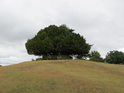  picture  Taxus |Taxus_baccata