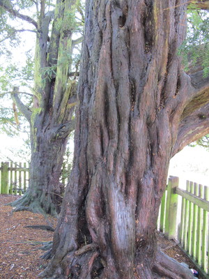  picture  Taxus |Taxus_baccata