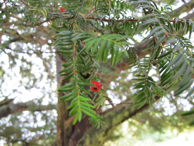  picture  Taxus |Taxus_baccata
