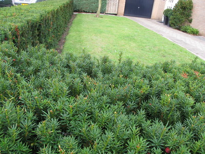  picture  Taxus |Taxus_baccata
