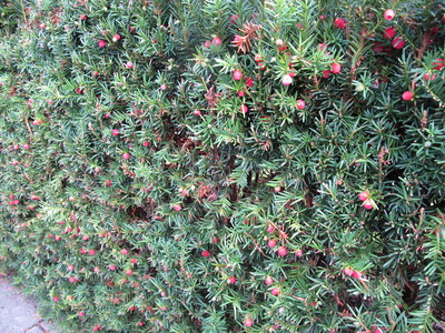  picture  Taxus |Taxus_baccata