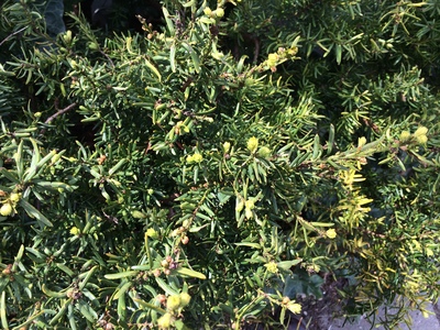  picture  Taxus |Taxus_baccata