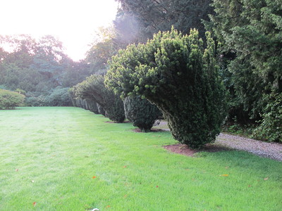  picture  Taxus |Taxus_baccata