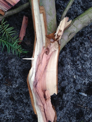  picture  Taxus |Taxus_baccata