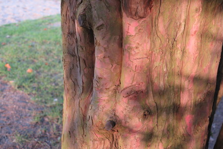  picture  Taxus |Taxus_baccata