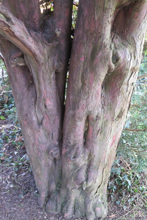  picture  Taxus |Taxus_baccata