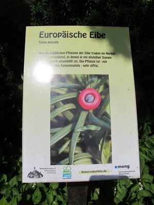  picture  Taxus |Taxus_baccata