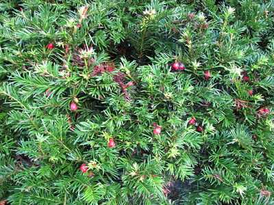  picture  Taxus |Taxus_baccata