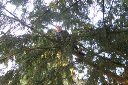  picture  Taxus |Taxus_baccata