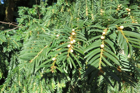  picture  Taxus |Taxus_baccata