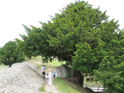  picture  Taxus |Taxus_baccata