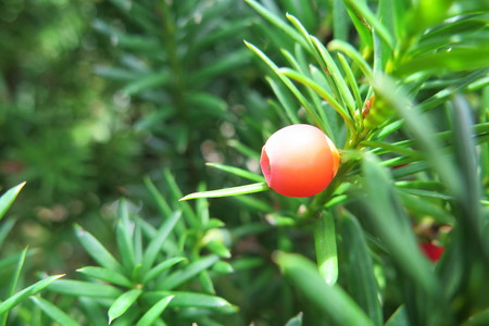  picture  Taxus |Taxus_baccata