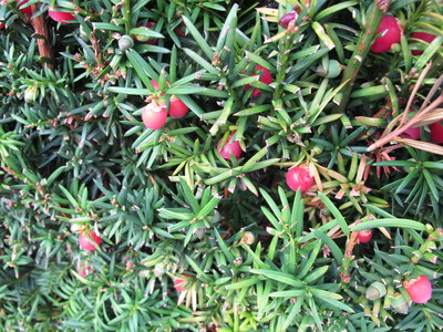  picture  Taxus |Taxus_baccata