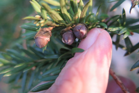  picture  Taxus |Taxus_baccata