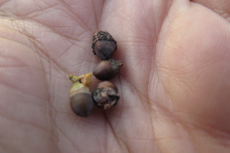  picture  Taxus |Taxus_baccata