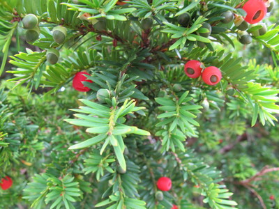  picture  Taxus |Taxus_baccata