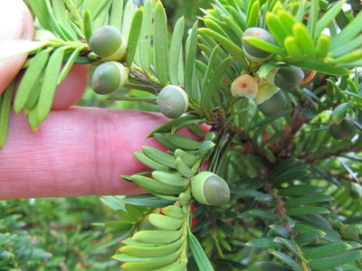  picture  Taxus |Taxus_baccata