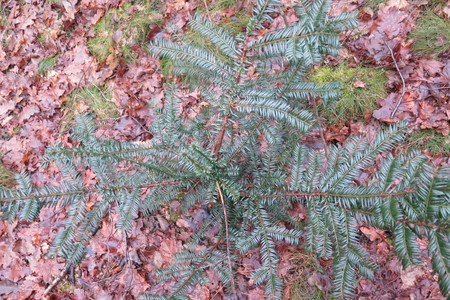  picture  Taxus |Taxus_baccata