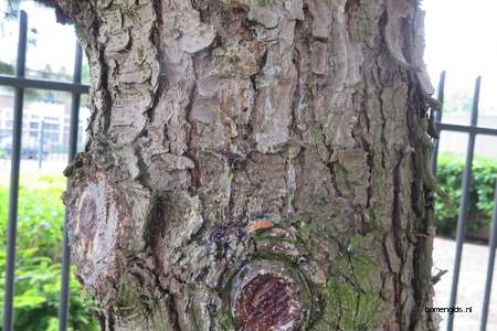  picture  Tranenden |Pinus_wallichiana