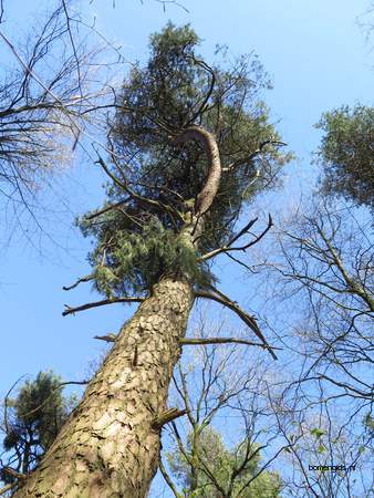 picture  Tranenden |Pinus_wallichiana