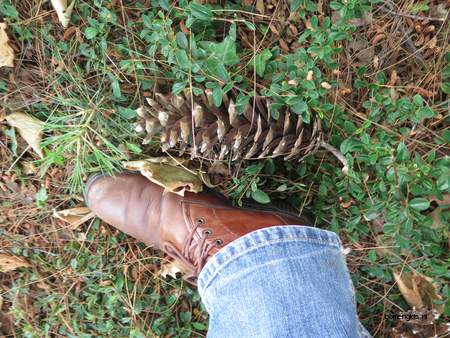  picture  Tranenden |Pinus_wallichiana