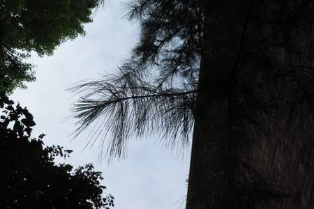  picture  Tranenden |Pinus_wallichiana