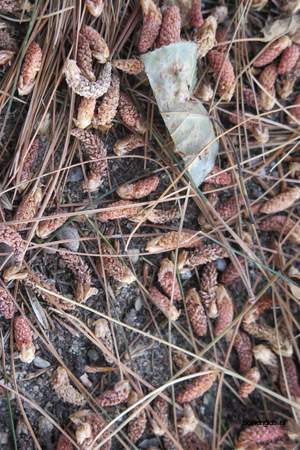  picture  Tranenden |Pinus_wallichiana