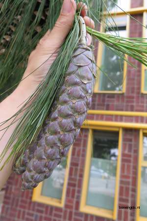  picture  Tranenden |Pinus_wallichiana