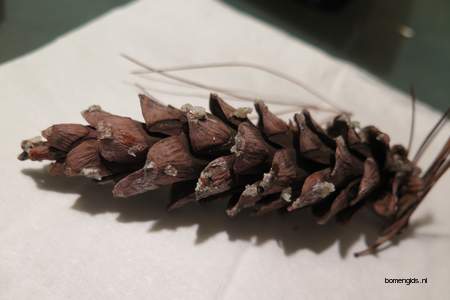  picture  Tranenden |Pinus_wallichiana