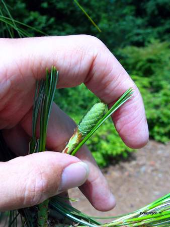  picture  Tranenden |Pinus_wallichiana