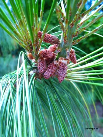  picture  Tranenden |Pinus_wallichiana