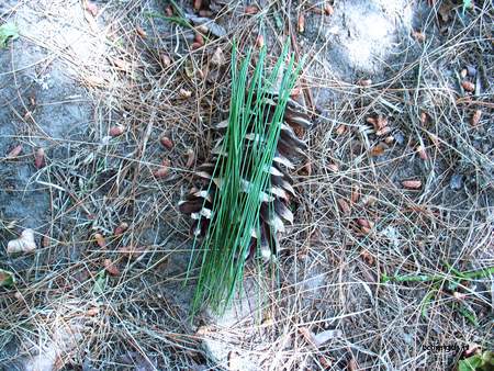  picture  Tranenden |Pinus_wallichiana