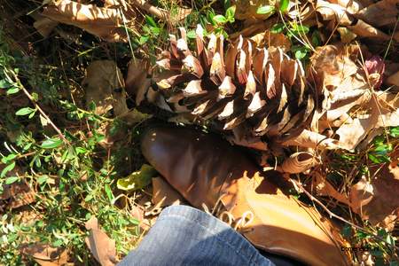  picture  Tranenden |Pinus_wallichiana