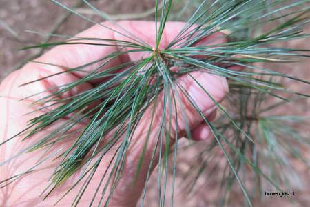  picture  Tranenden |Pinus_wallichiana