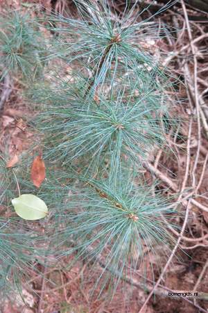  picture  Tranenden |Pinus_wallichiana