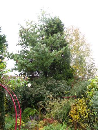 picture  Tranenden |Pinus_wallichiana