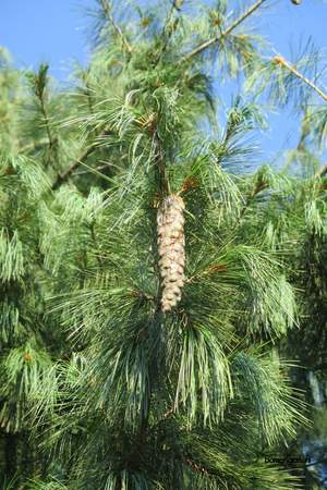  picture  Tranenden |Pinus_wallichiana