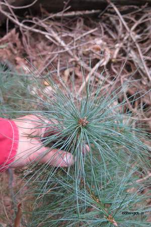  picture  Tranenden |Pinus_wallichiana