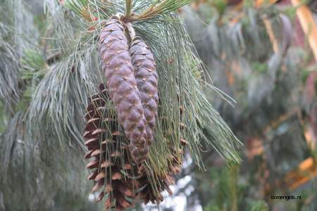  picture  Tranenden |Pinus_wallichiana