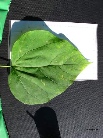 Leaf picture  Trompetboom ( Catalpa bignonioides)