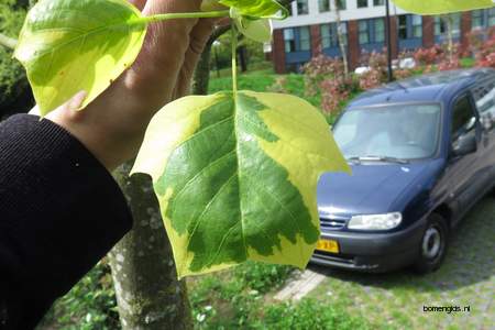  picture  Tulpenboom |Liriodendron_tulipifera