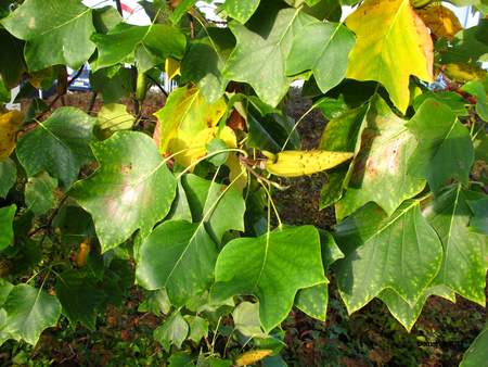  picture  Tulpenboom |Liriodendron_tulipifera