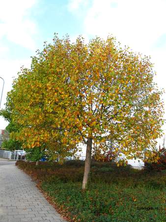  picture  Tulpenboom |Liriodendron_tulipifera