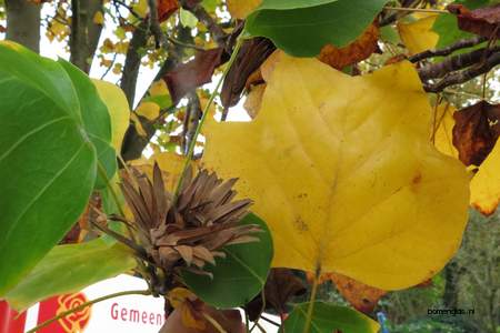  picture  Tulpenboom |Liriodendron_tulipifera